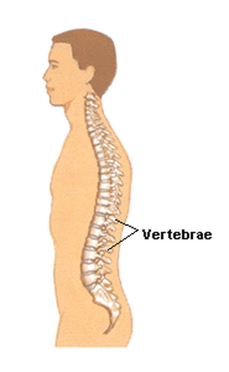 脊椎 背脊 脊柱