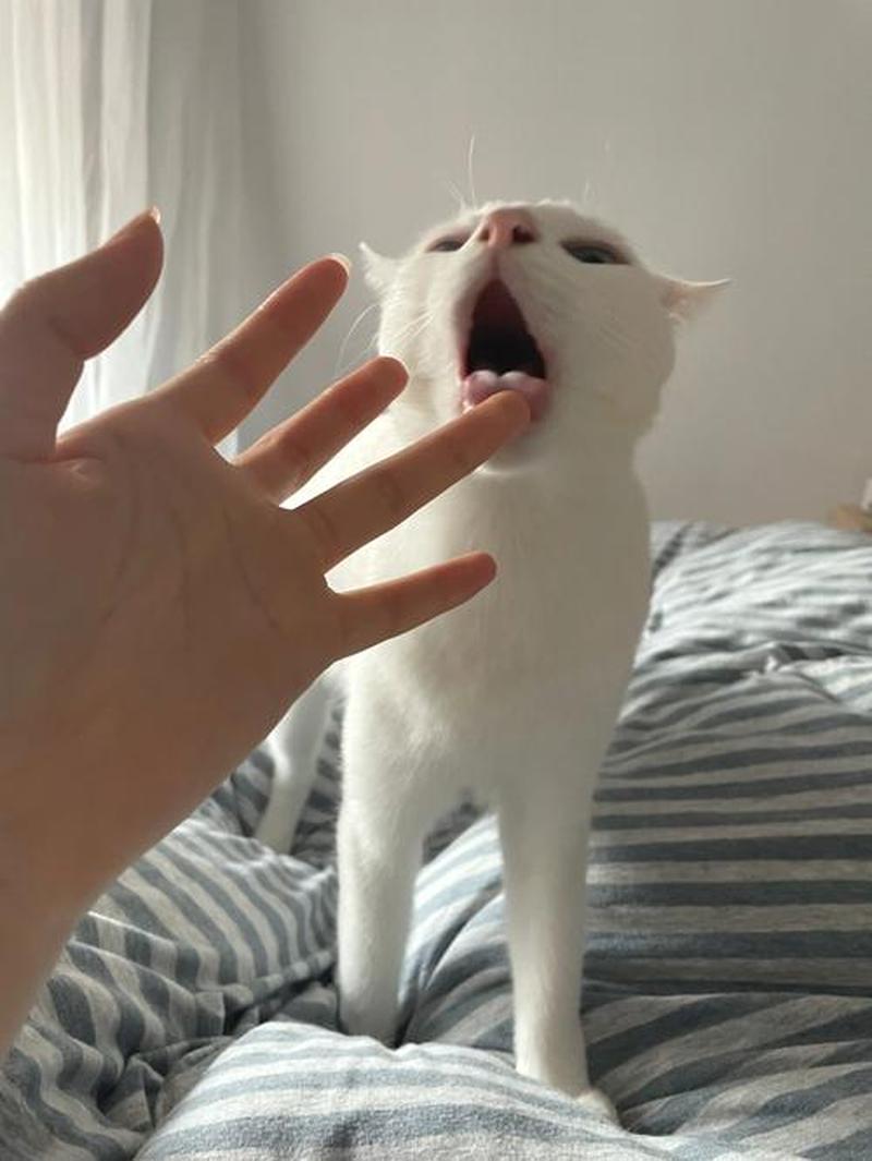 猫咬我