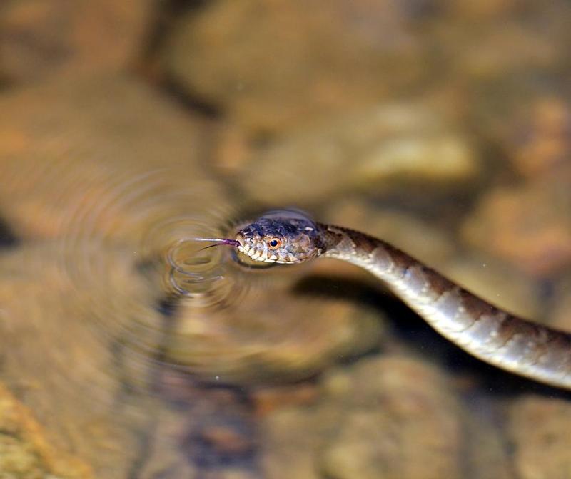 蛇入水中或水田