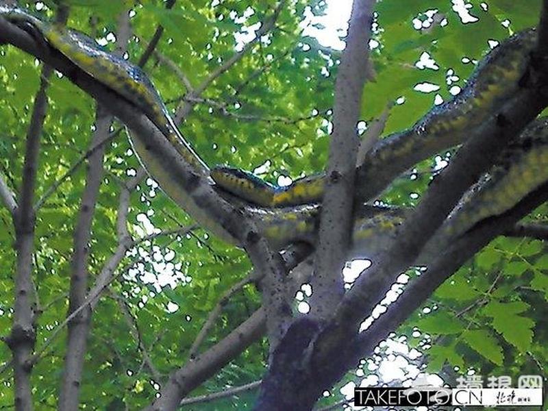 大蟒蛇在树上