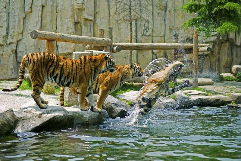 老虎扑向別的动物