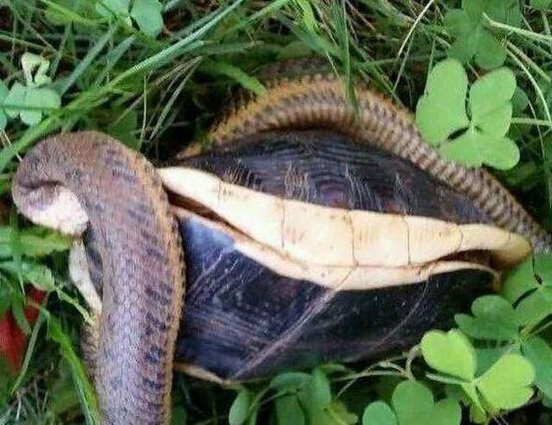 乌龟吃蛇