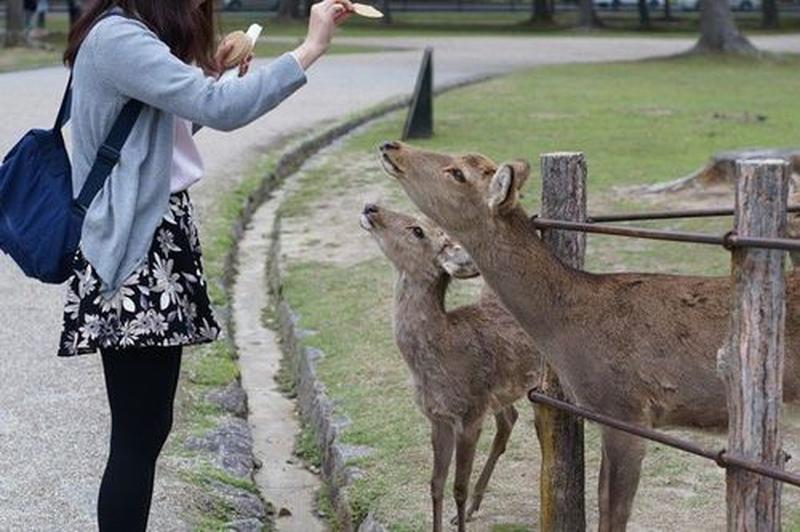 喂小鹿吃东西