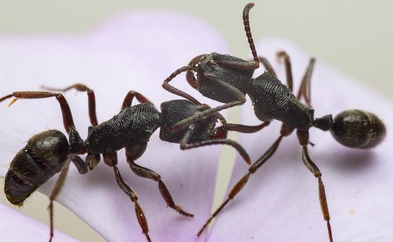 两只蚂蚁打架